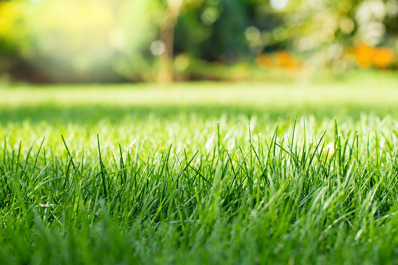 Drought-tolerant turf in West Melbourne, FL